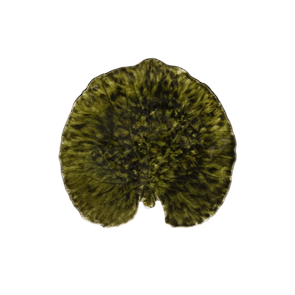 Riviera Alchemille fat, Forest, 18 cm