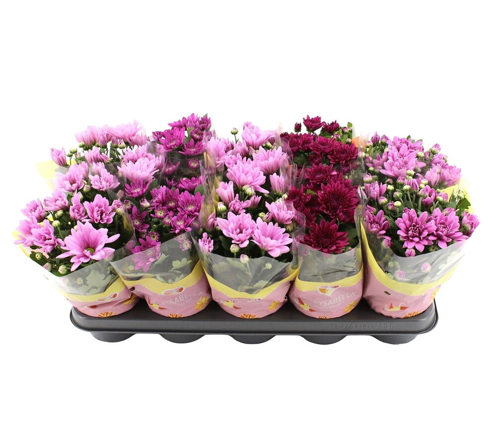 Krysantemum